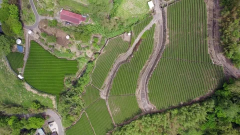 Top-Down Aerial View of Alishan Tea Terraces, Taiwan Vídeos de archivo 346155320