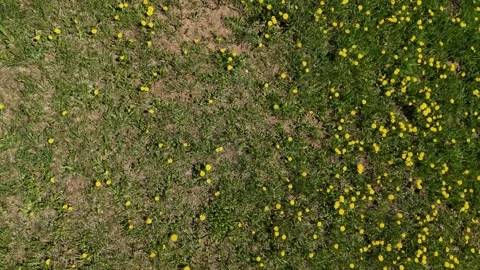 Top Down Aerial View of Alpine Green Grass and Yellow Wildflowers Textur Vídeo Stock 338433761