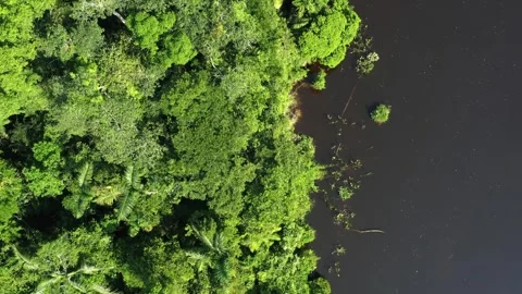Top-Down Aerial View of Amazon Forest Edge by Water Stock-Footage 289804374
