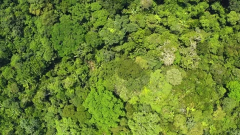 Top-Down Aerial View of Amazon Rainforest Stock-Footage 289804514