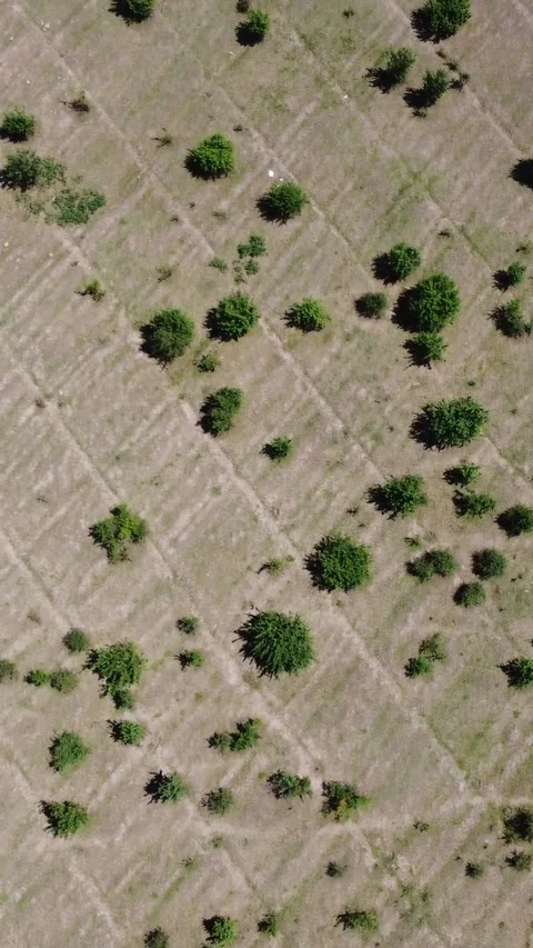 Top down aerial view of arid pasture land with green bushes in Kazakhstan Видео 338127680