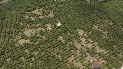 Top Down Aerial View of Avocado Trees Across Cultivated Farmland Pattern Stock Footage 334649763