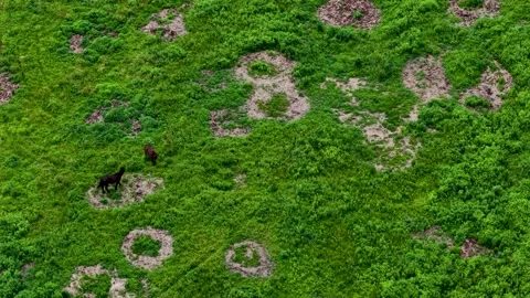 Top down aerial view of a black horse moving through rocky green pasture dotted Stock Footage 341481353
