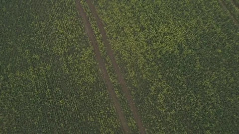 Top down aerial view blooming rapeseed field in United Kingdom countryside in Stock Footage 251032435