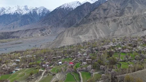 Top-Down Aerial View of Blooming Apricot Orchard in Skardu Stock Footage 335390013