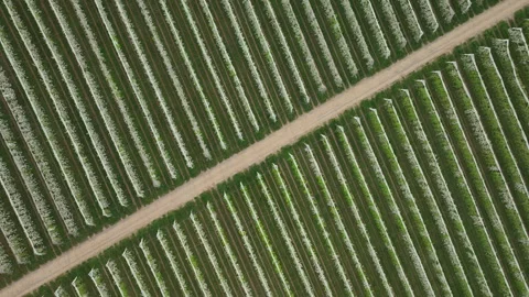 Top-down aerial view of blooming apple orchard in Limousin France with neat rows Stock Footage 337957105