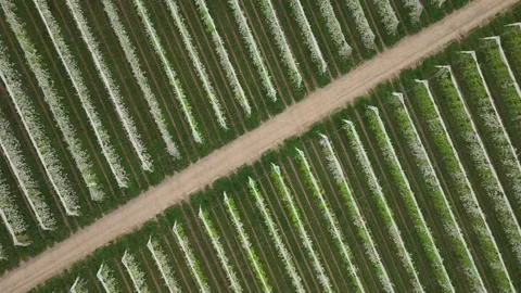 Top-down aerial view of blooming apple orchard in Limousin France  Stock Footage 337957599