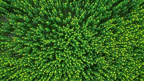 Top down aerial view of blooming yellow mustard flower field texture, drone.. Stock Footage 345581350