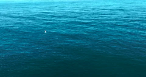 Top-Down Aerial View of Blue Ocean Waves and Water Texture. ProRes HQ Nature and Stock Footage 282007404