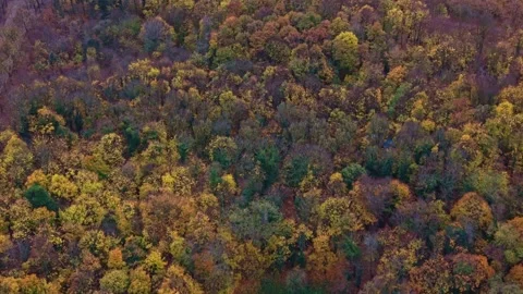 Top Down Aerial View Of Bois De Vincennes Forest In Autumn, Paris, France Stock Footage 326372154