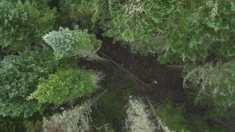 Top Down Aerial View of a Boreal Forest Canopy, Quebec, Canada Vidéo 336947737