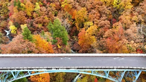 Top Down Aerial View of Bridge over River in Autumn Forest│4K Video stock 329054383