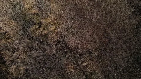 Top down aerial view of a brown spring nature scene in a public park in Mar.. 스톡 동영상 244217596