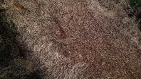 Top down aerial view of a brown spring nature scene in a public park in Mar.. 스톡 동영상 244217652