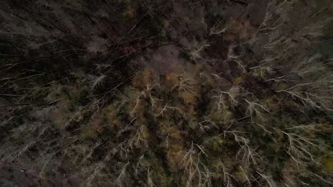 Top down aerial view of a brown spring nature scene in a public park in Mar.. 스톡 동영상 244217754