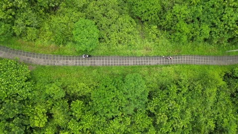 Top-down aerial view of Campuhan Ridge Walk in lush jungle in Bali, Indonesia Stock Footage 342689940