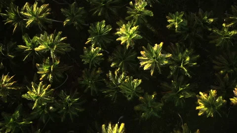 Top-down Aerial View of the Canopy of a Palm Grove in the Caribbean. Stock Footage 274768465