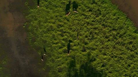 Top down aerial view of a capybara herd grazing peacefully on a lush riverbank Vídeo Stock 331204665