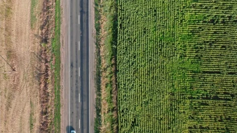 A top-down aerial view of a car driving along a road along a sunflower field on Video stock 169096120
