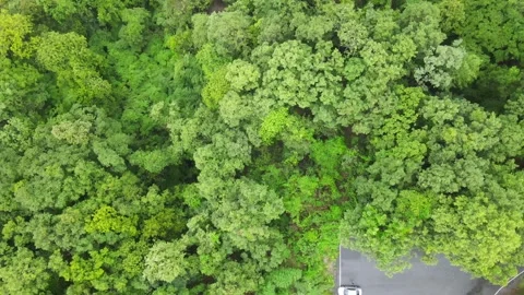 Top Down Aerial View of Car on Road Beside Green Forest Video stock 308231036