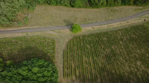 Top Down Aerial View of a Car Driving Next to Vineyard Plots 库存影片 344620700
