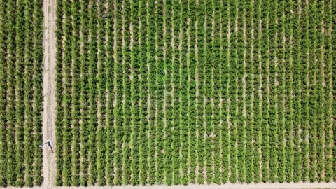 Top-down aerial view of cherry orchard fields in Cromwell, New Zealand Stock Footage 320985082