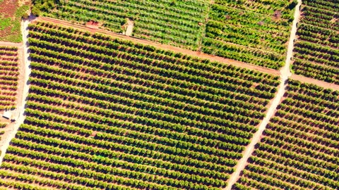 Top down aerial view of citrus orchard rows Stock Footage 334858613
