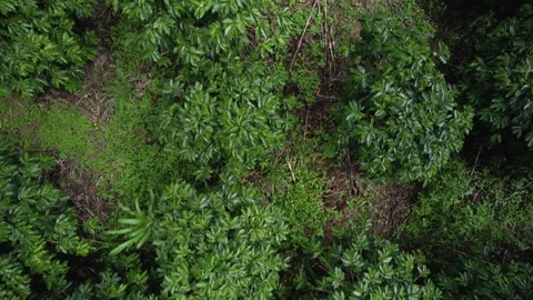 Top down aerial view of a coffee field plantation in Minas Gerais, Brazil Stock Footage 228865749