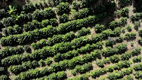 Top-Down Aerial View of Coffee Plantation Rows – Lush Green Farm Stock Footage 303184235