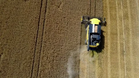 Top down aerial view of a combine harvester harvesting a golden wheat field Vidéo 340405000