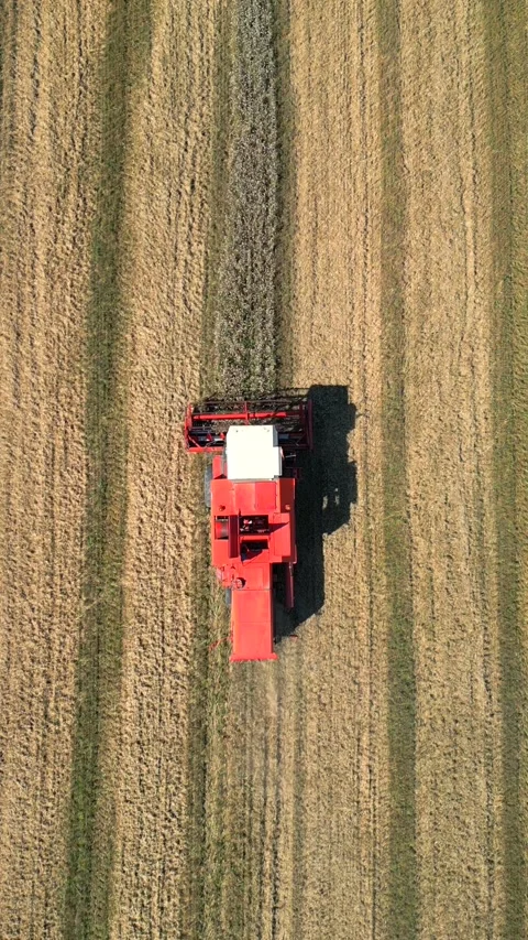 Top Down Aerial View of Combine Harvester Harvesting Wheat Field in Poland Видео 347924061