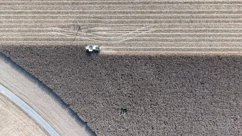 Top Down Aerial View of Combine Harvester in Vast Cornfield Stock-Footage 348178243