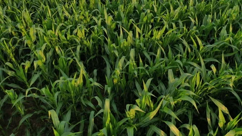 Top down aerial view of Corn farm field at sunrise sunset sunlight Video stock 156882800