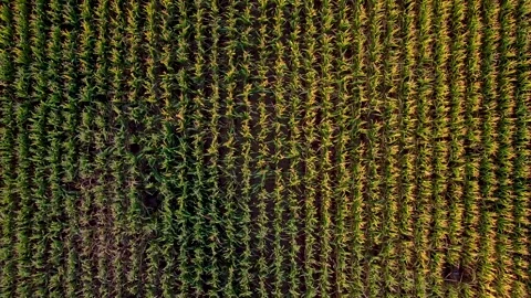 Top down aerial view of corn fields at sunset in the italian countryside. C.. Stock Footage 250541141