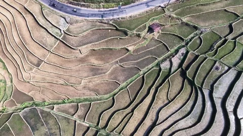 Top-Down Aerial View Of A Curved Road Through Geometric Terraced Rice Fields Stock-Footage 346808697