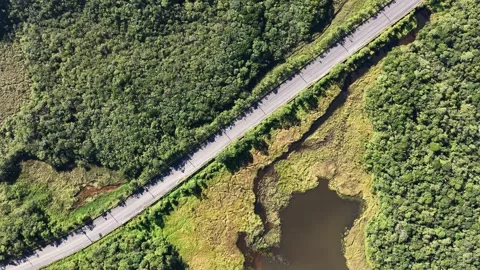 Top-Down Aerial View of Cyclists on Highway Between Forest and Wetland 動画素材 344584629