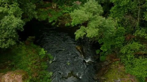 Top-down aerial view of a dark, flowing forest stream snaking through lush, moss 库存影片 336286929