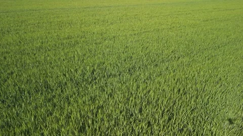 Top-down aerial view of dense green crop field in spring Stock Footage 317621644