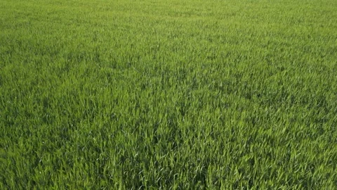 Top-down aerial view of dense green crop field in spring Stock Footage 317622404