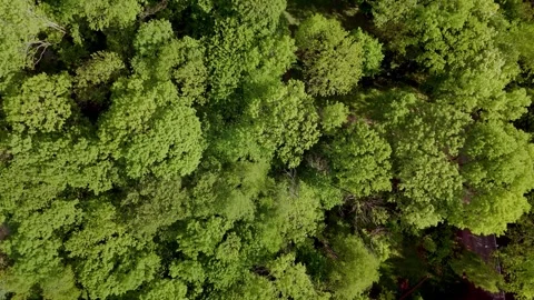 Top-down aerial view of dense green forest in spring Stock Footage 317753872