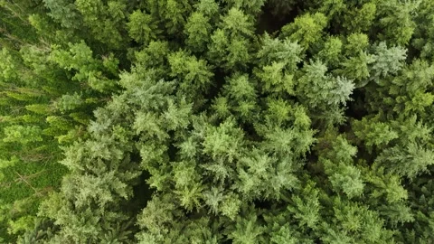 Top Down Aerial View of Dense Forest Tree Canopy Stock Footage 332667865