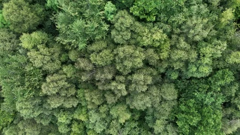 Top Down Aerial View of Dense Green Forest Canopy Stockbeeldmateriaal 333412998