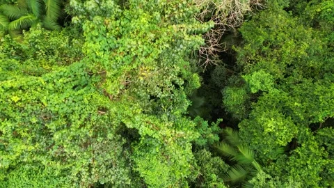 Top Down Aerial View of Dense Tropical Jungle Canopy Vídeos de archivo 334617007