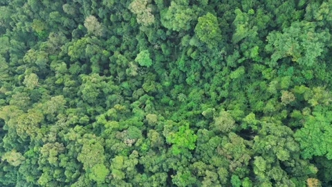 Top-Down Aerial View of Dense Atlantic Forest Canopy – Ilhabela, Brazil Vidéo 334617681