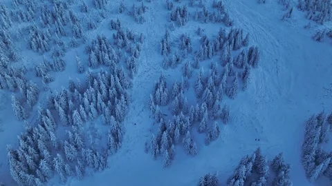 Top down aerial view of dense snow covered spruce forest at blue hour Stock Footage 336365757