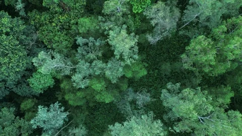 Top down aerial view of dense forest tree canopy, direct overhead drone shot Vídeo Stock 342449509