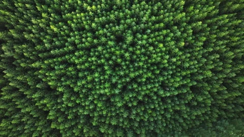 Top Down Aerial View of Dense Evergreen Forest Stock Footage 346189113
