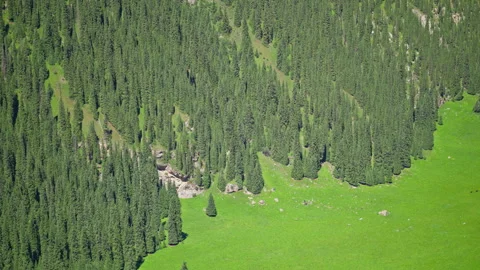 Top-down aerial view of dense Schrenk's spruce canopy and alpine meadow Stock Footage 347619160