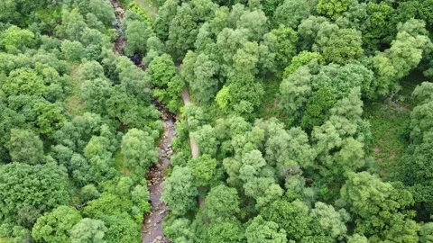 Top down aerial view. Derbyshire Peak District woodlands and small stream. UK Stock Footage 236506432