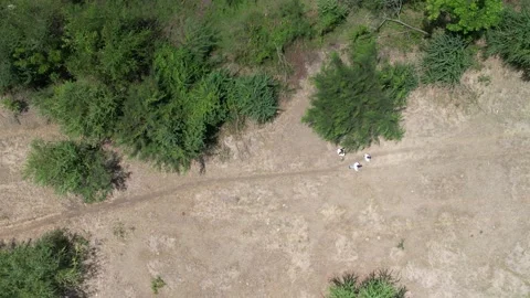 Top-down aerial view of a dirt trail with animals Stock Footage 278367411